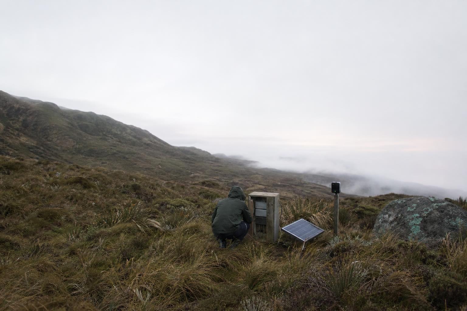 Conservation work keeps single species alive through constant, costly human intervention.